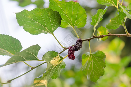 mulberry新鲜的mulberry水果和花园里的叶子图片