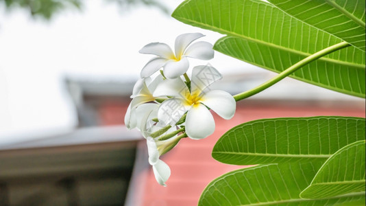 白色和黄花朵园中的白色和黄frangipani花朵图片