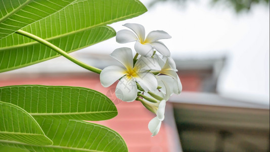 白色和黄花朵园中的白色和黄frangipani花朵图片