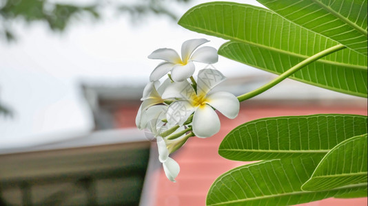 白色和黄花朵园中的白色和黄frangipani花朵图片
