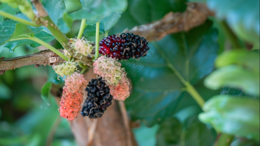 黑熟的和红木莓在树枝上图片
