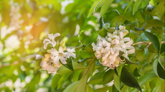 花朵园中的白绿叶子橙色茉莉花图片