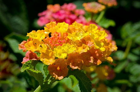 黄色橙粉红亚特兰大花朵在柔软的焦点绿色背景上图片