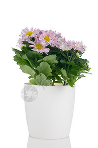 美丽的菊花在白色背景的花盆里图片
