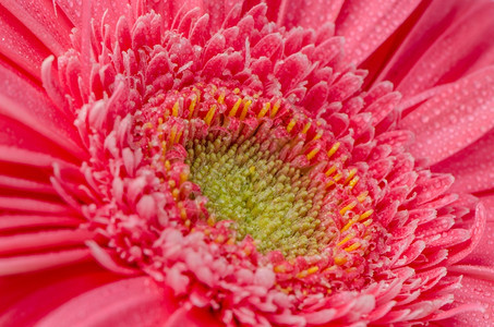 粉红色的热贝拉花朵特写图片