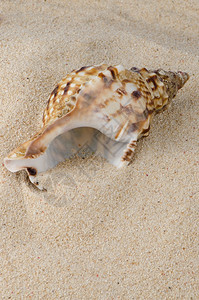 海壳在沙滩背景上图片
