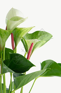 白底花盆中色绿和红花朵图片
