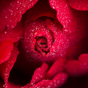 红玫瑰花背景顶端视图关闭图片