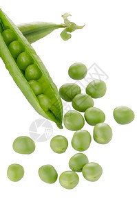 白色背景的新鲜绿豆图片