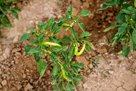 田里水果成熟的绿辣椒植物图片