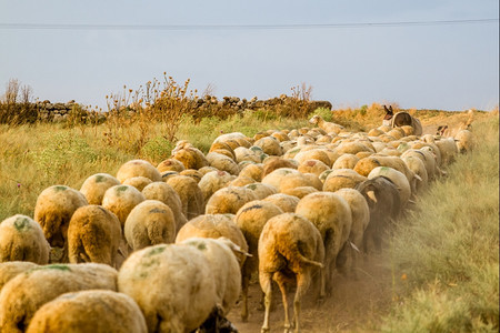 在土耳其的草原上放羊图片