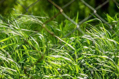 绿草和刺铁丝网背后的自然图片
