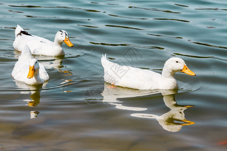 国内白鸭在池塘游泳图片