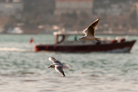飞行海鸥在伊斯坦布尔海鸟中最出名图片