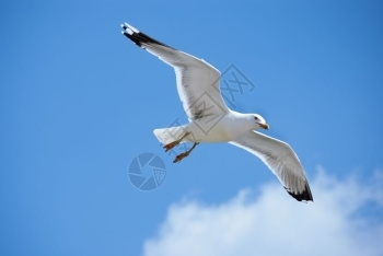 海鸟鸥图片