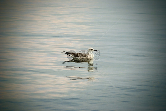 水中的海鸟鸥图片