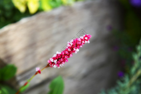 美丽的花粉色结草大自然图片