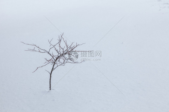 在冰雪覆盖的上图片