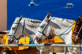 在Fira村骑马的驴子将游客从港口运送到山顶的Fira村图片