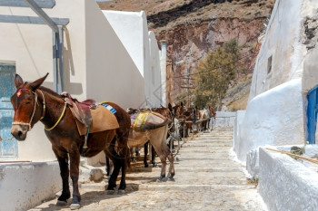 在Oia村骑马的驴子将游客从港口运送到位于山顶的Oia村图片