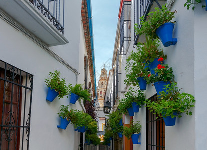 白色墙上花盆里的朵著名街和贝尔塔梅斯基晚上在科尔多瓦安达卢西亚班牙图片