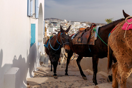在Fira村骑马的驴子将游客从港口运送到山顶的Fira村图片