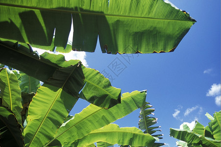 在古巴的Baracoa村的加勒比海中香蕉树图片