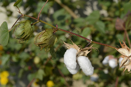 位于泰国东北部伊桑地区乌本拉契塔尼西北部的安纳特查伦省的安纳特查伦市附近的棉花厂图片