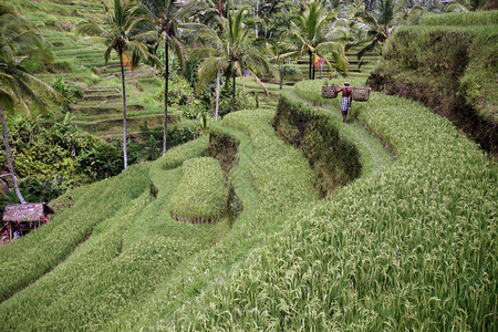 位于巴厘岛乌布德附近位于东南西亚因多尼的布利岛乌加拉朗附近的稻田和景观水梯整洁的Tegallalang背景图片