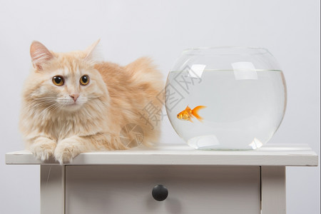 家猫坐在有金鱼的水族馆桌子上图片