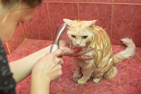 女孩轻地从猫身上冲去泡沫图片