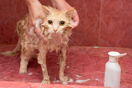 在浴室内自制的猫洗澡图片