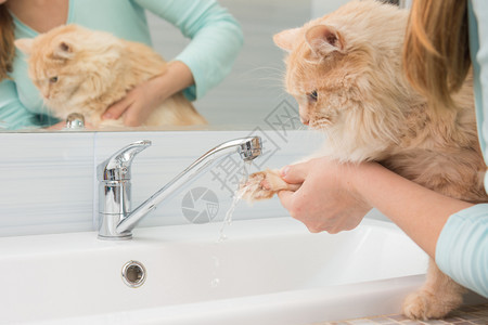 一个女孩从浴室的洗手盆搅拌器中将猫爪洗在水流下图片