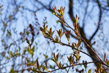 树枝新生的春芽图片