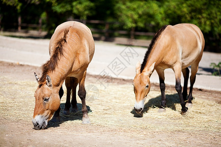 Przewalski在动物园的马匹图片