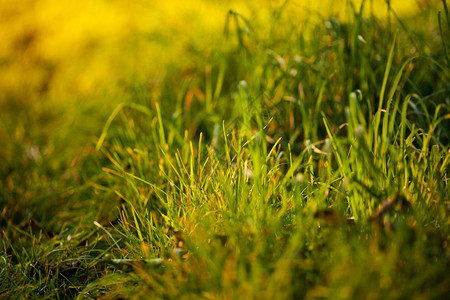 阳光照耀的绿草本底背景图片