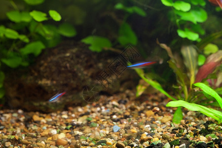 绿色植物水族馆背景图片