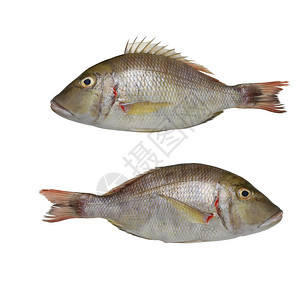 Lethrinuslichnuslichjan或Pink耳朵皇帝的鱼lichen或耳朵皇帝的鱼在白色背景中被隔离有剪切路径图片