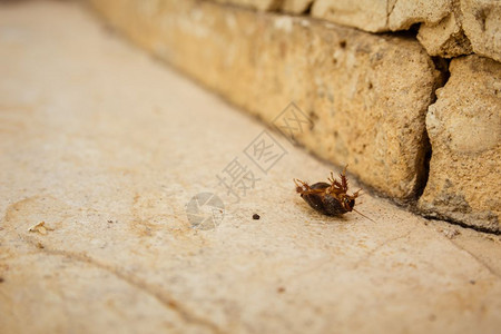 沙漠中的女蟑螂ArenivagaAfricana背上图片