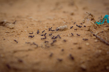 一群黑蚂蚁在土上行走的近距离镜头图片