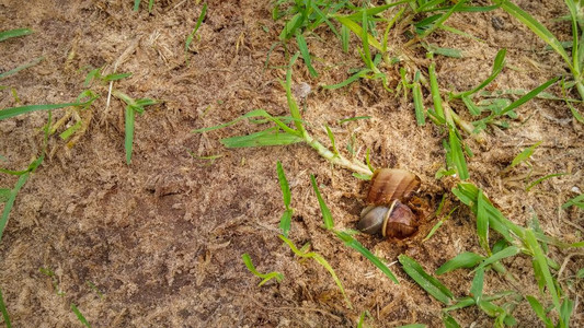 压扁粘液声音死棕色蜗牛草地上一片破碎的贝壳背景