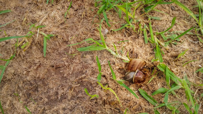 死棕色蜗牛草地上一片破碎的贝壳图片