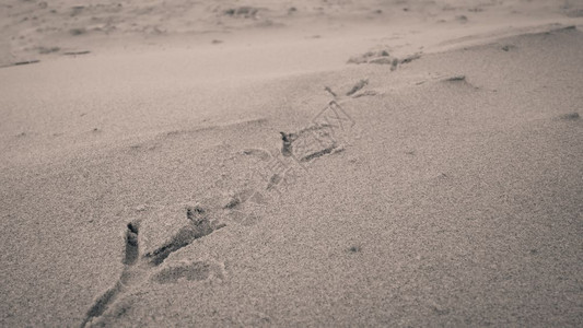 沙滩上的鸟脚印图片