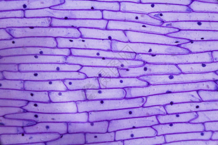 显微镜下的紫色洋葱皮图片