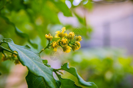 果芽是黄色的花朵集中心图片