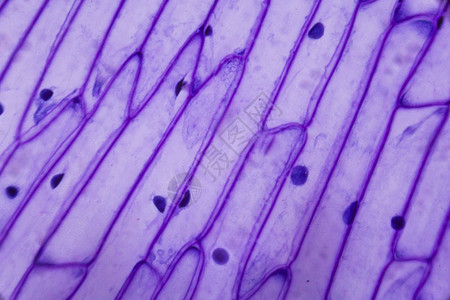 显微镜下的紫色洋葱皮图片