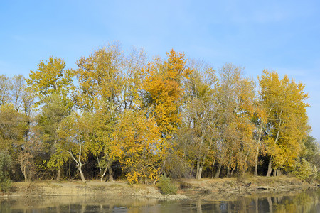 河岸的秋天风景山花的黄叶图片