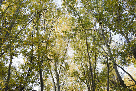 从下至上在银花岗林中查看天空和树木的背景森林秋天从下至上在银花岗林中查看天空和树木的背景森林秋天图片