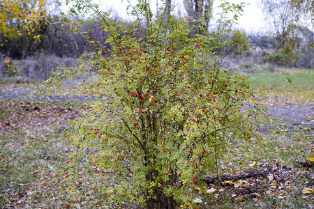 果子成熟的臀丛灌木果实野玫瑰索恩式红玫瑰臀部果实茂盛红玫瑰臀部背景图片
