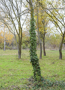 艾薇生长在树的干上植物是寄生虫有毒的普通常有图片